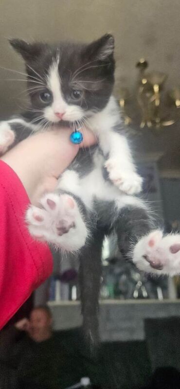 British shorthair tabby kittens - Image 4 of 5