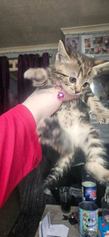 British shorthair tabby kittens - Image 5 of 5