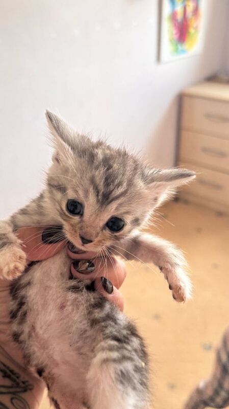 British shorthair tabby mixed kitties