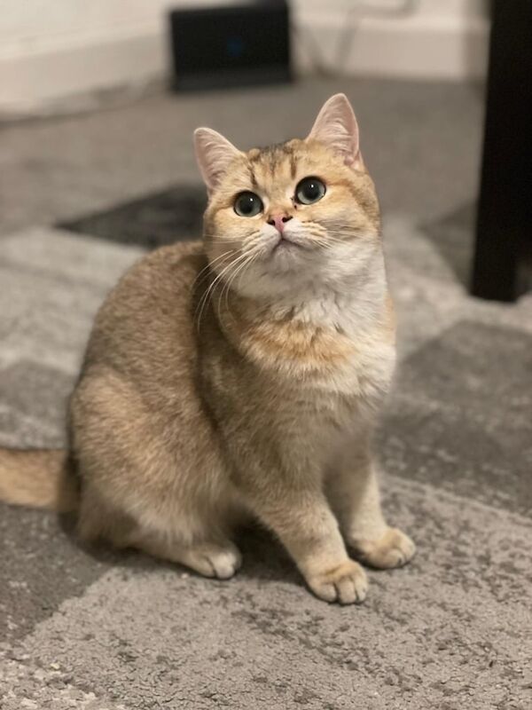 British Shorthair kittens for sale in Stechford, West Midlands – 1 year old