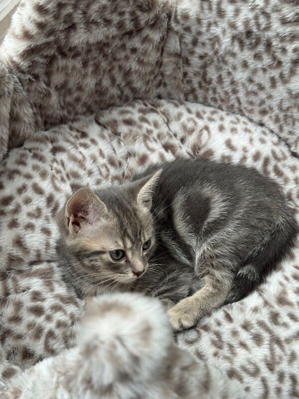 British shorthair x bengal cross breed - Image 2 of 3