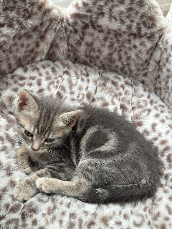 British shorthair x bengal cross breed - Image 3 of 3