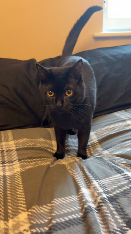 British Shorthair x Bombay Cat – 10 Months Old – Male