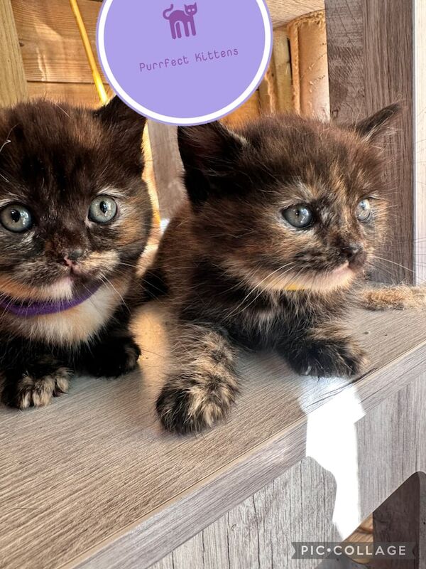 British shorthair x kittens for sale in Whitland / Hendy-Gwyn, Dyfed