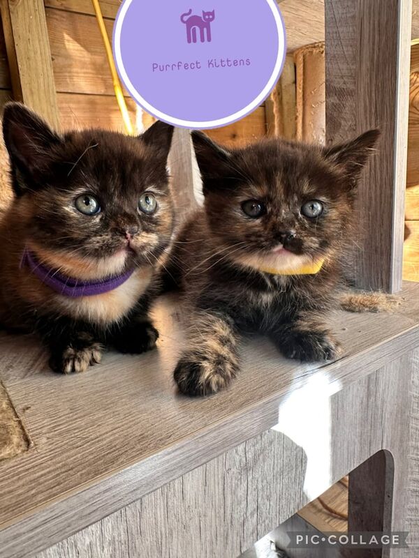 British shorthair x kittens for sale in Whitland / Hendy-Gwyn, Dyfed | Image 2