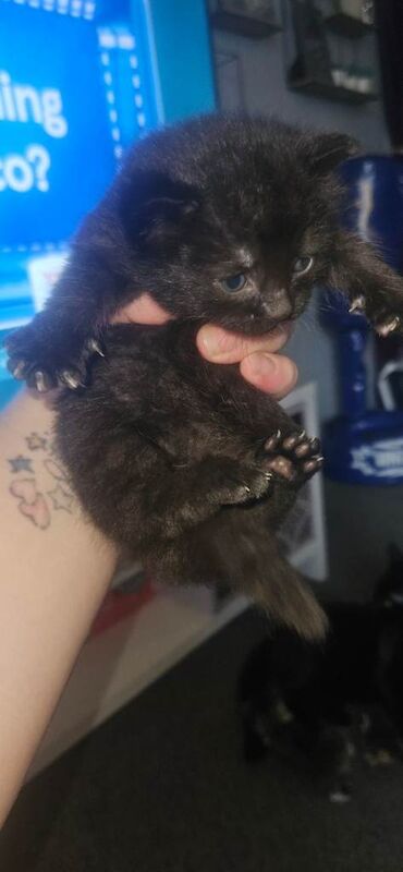 British shorthair x kittens