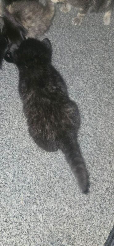 British shorthair x kittens - Image 2 of 5