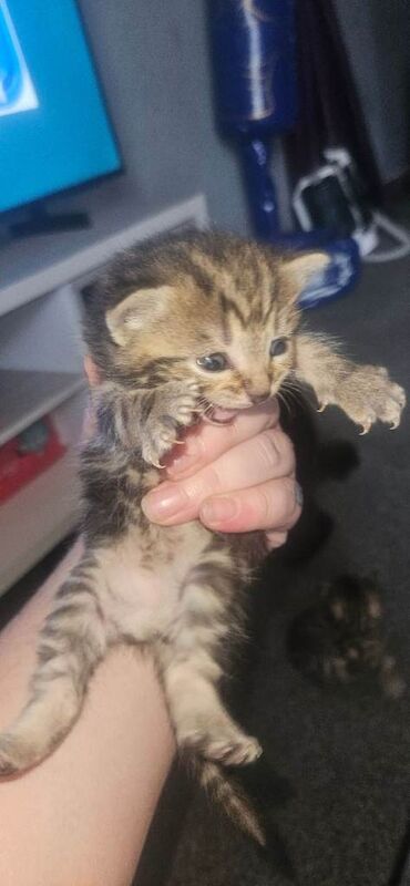 British shorthair x kittens - Image 3 of 5