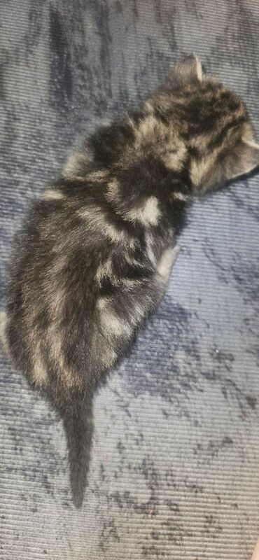 British shorthair x kittens - Image 4 of 5