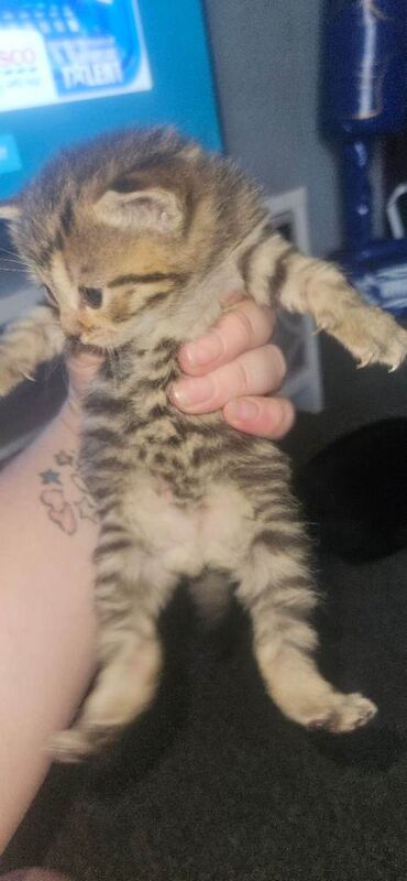 British shorthair x kittens - Image 5 of 5