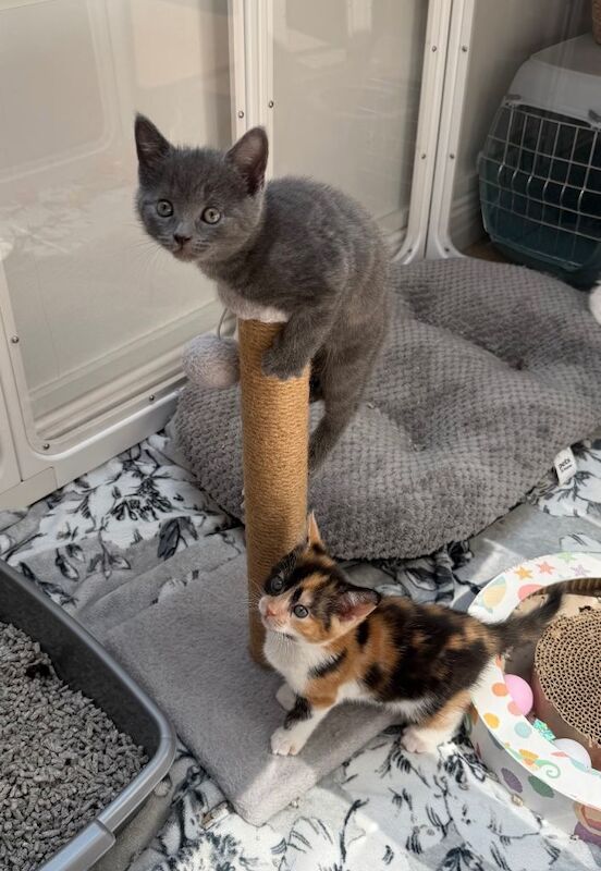 British shorthair X Mainecoon