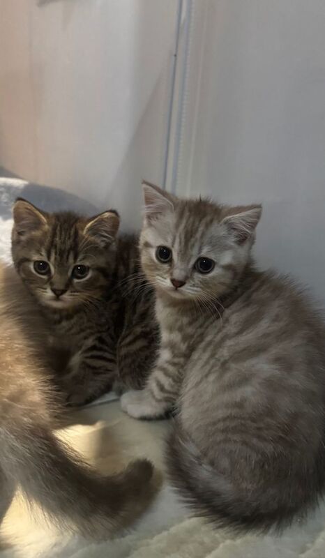 British shorthair x Persian kittens