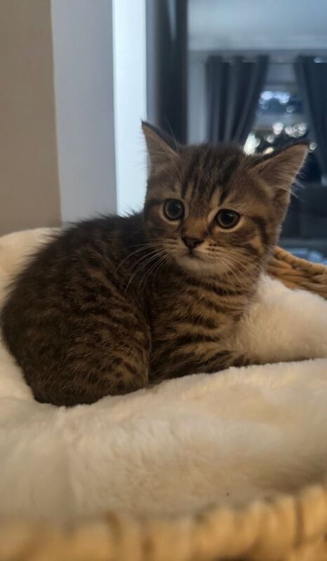 British shorthair x Persian kittens - Image 2 of 3