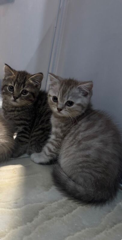 British shorthair x Persian kittens - Image 3 of 3