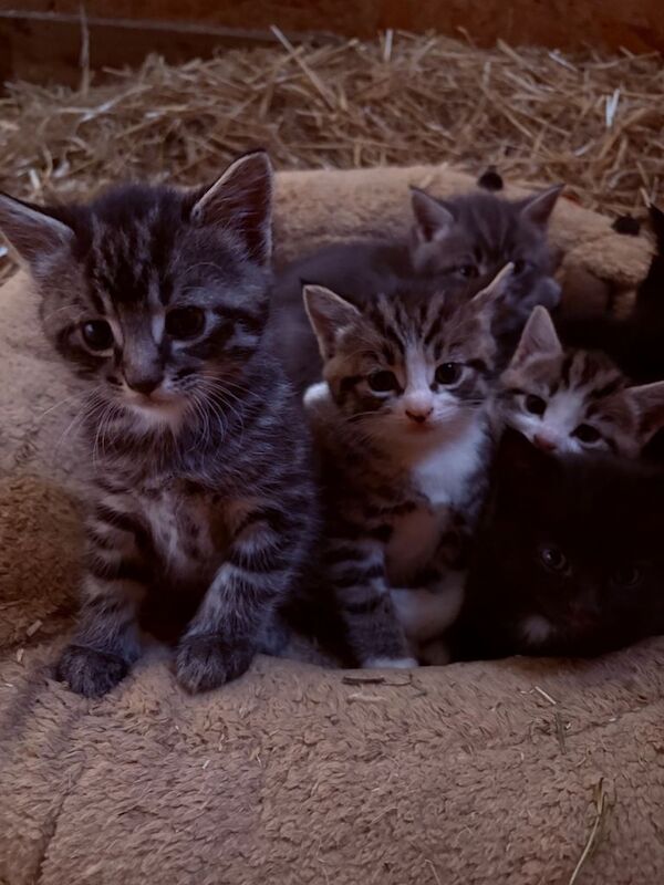 British shorthair x ragdoll kittens