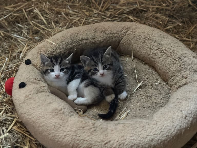 British shorthair x ragdoll kittens - Image 2 of 3