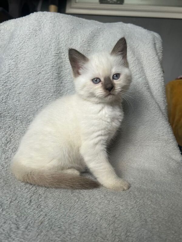 British shorthair X ready to leave 19/06 - Image 2 of 3