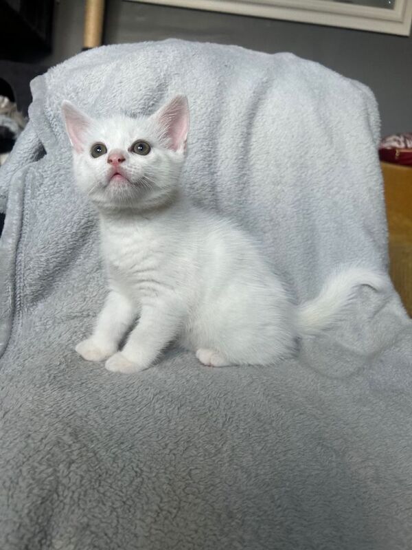 British shorthair X ready to leave 19/06 - Image 3 of 3
