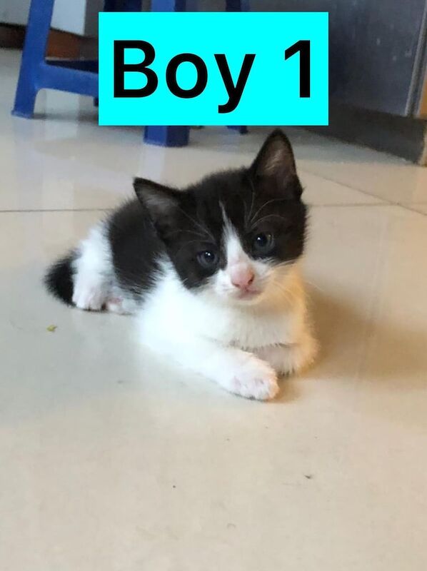 British Shorthair kittens for sale in Whitechapel, Greater London – 8 weeks old