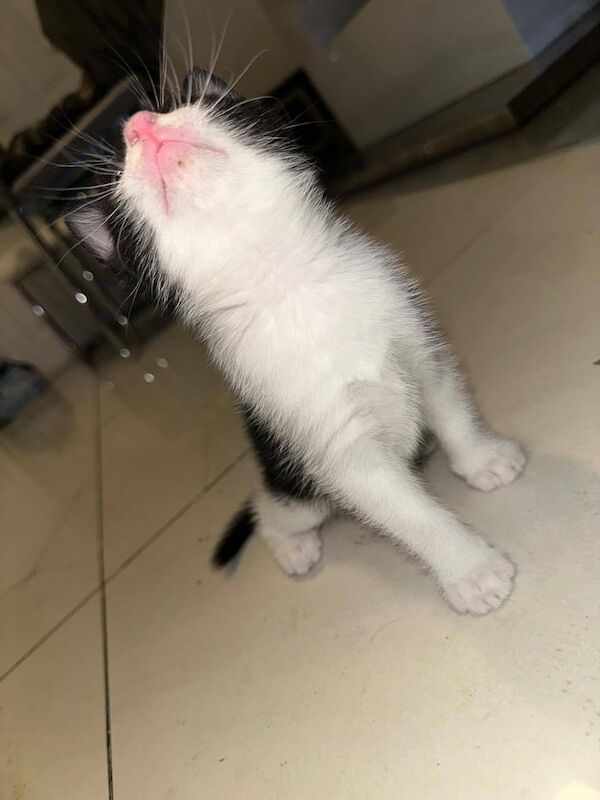British Shorthair kittens for sale in Whitechapel, Greater London – 8 weeks old - Image 3 of 3