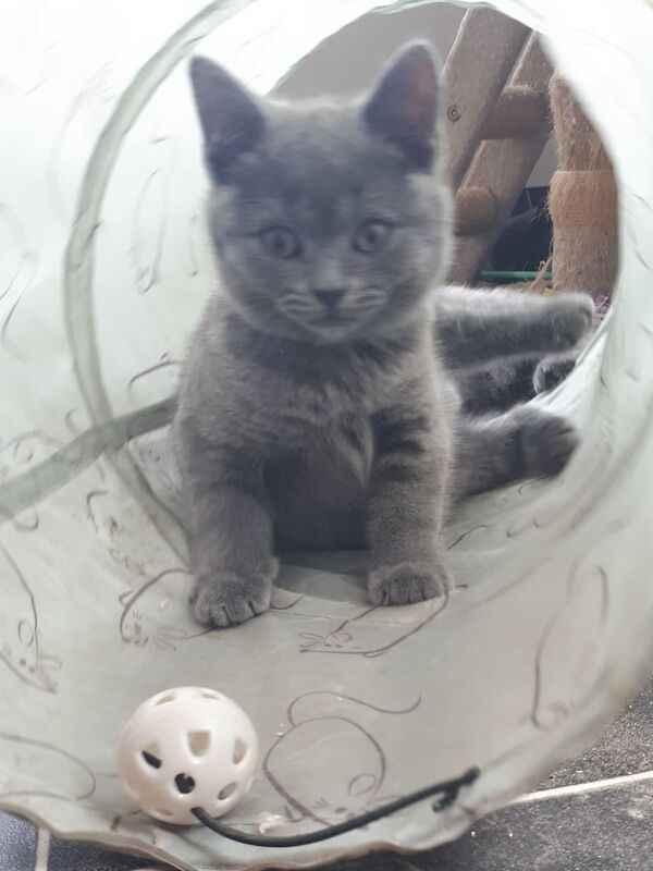 British Shorthair kittens for sale in Norwich, Norfolk – 10 weeks old