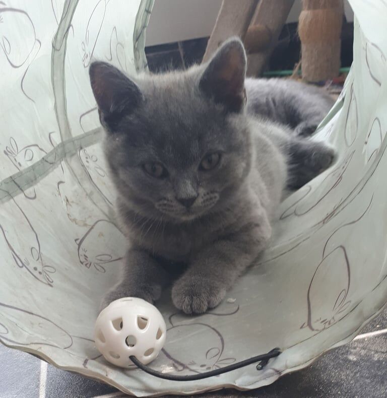 British Shorthair kittens for sale in Norwich, Norfolk – 10 weeks old - Image 2 of 3