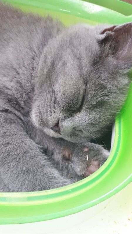 British Shorthair kittens for sale in Norwich, Norfolk – 10 weeks old - Image 3 of 3