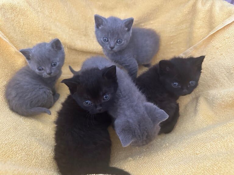 British shorthaired cross for sale in Herne Bay, Kent