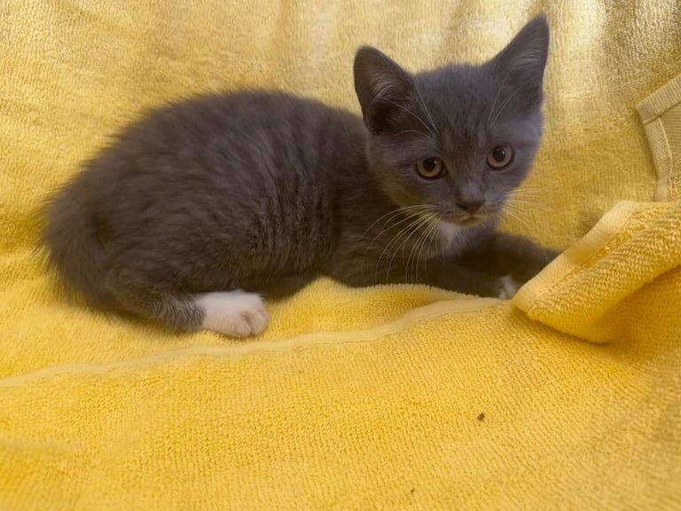 British shorthaired cross for sale in Herne Bay, Kent | Image 2