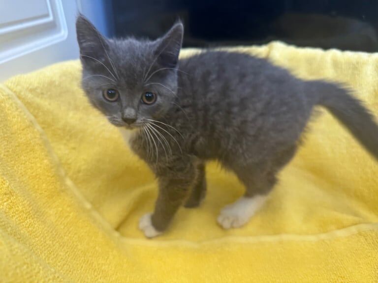 British shorthaired cross for sale in Herne Bay, Kent | Image 3
