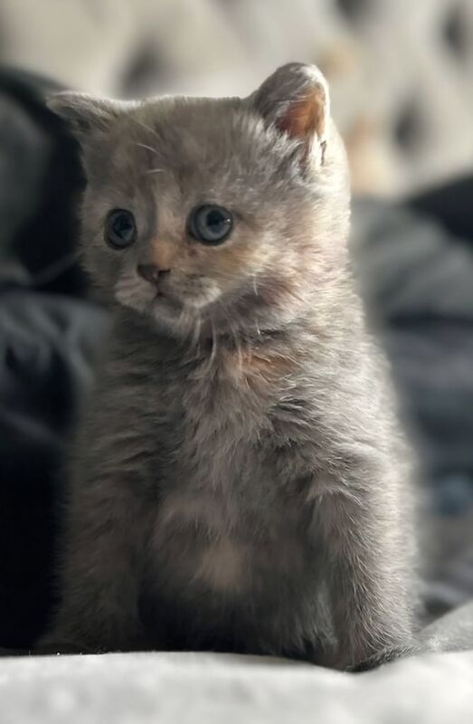 British Shorthair kittens for sale in Norwich, Norfolk – 9 weeks old