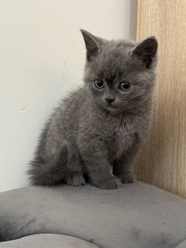 British Shorthairs for sale in Huddersfield, West Yorkshire | Image 2