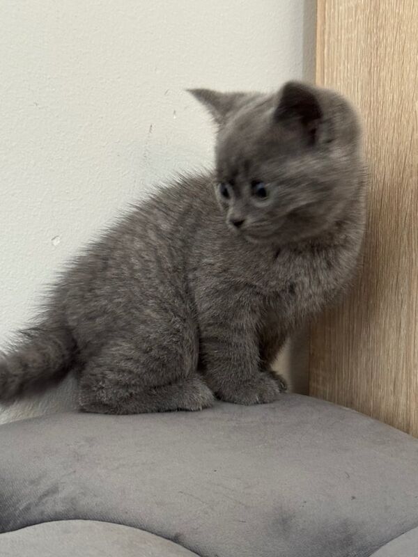 British Shorthairs for sale in Huddersfield, West Yorkshire | Image 3