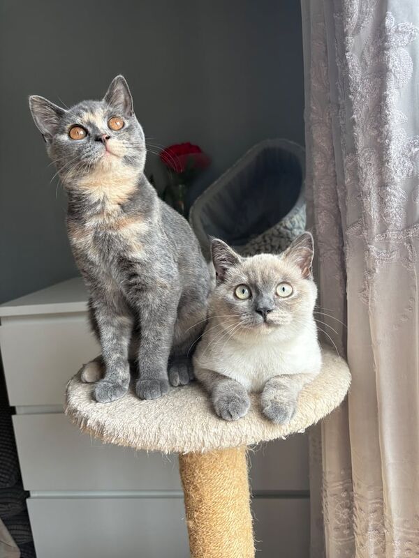 British Shorthair kittens for sale in Hadlow, Kent – 4 months old