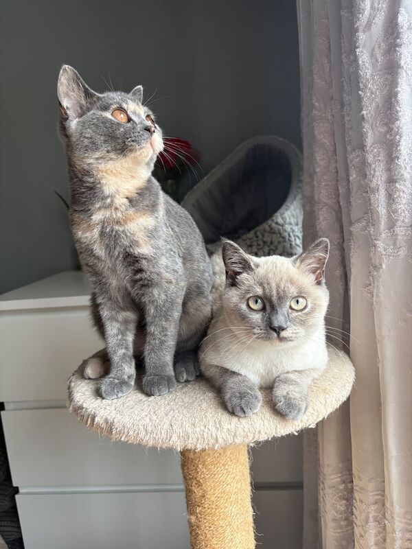 British Shorthair kittens for sale in Hadlow, Kent – 4 months old - Image 2 of 3