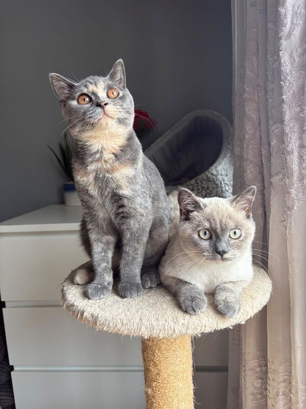 British Shorthair kittens for sale in Hadlow, Kent – 4 months old - Image 3 of 3