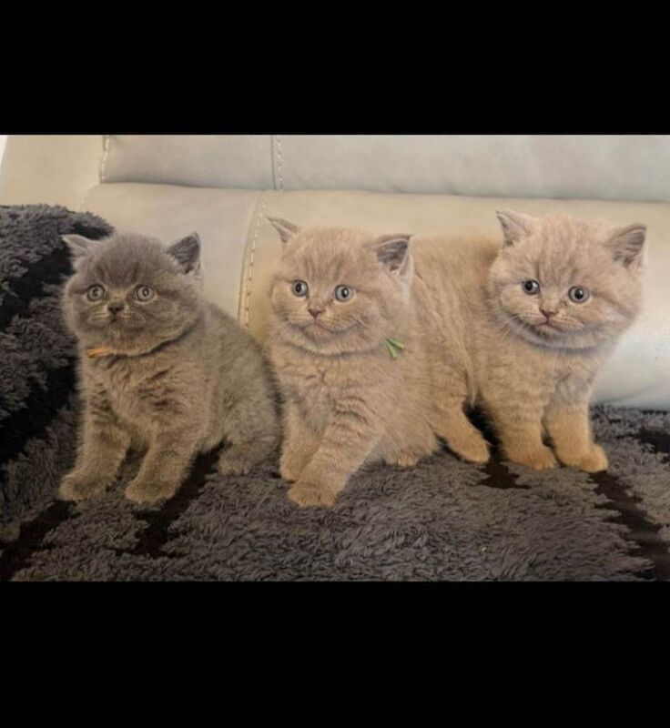 British Shorthair kittens for sale in Accrington, Lancashire – 11 weeks old