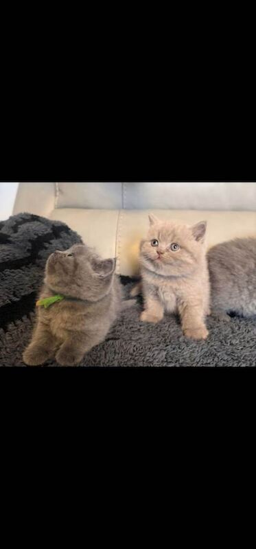 British Shorthair kittens for sale in Accrington, Lancashire – 11 weeks old - Image 2 of 4