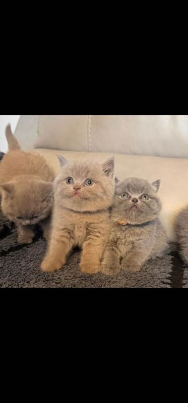 British Shorthair kittens for sale in Accrington, Lancashire – 11 weeks old - Image 3 of 4
