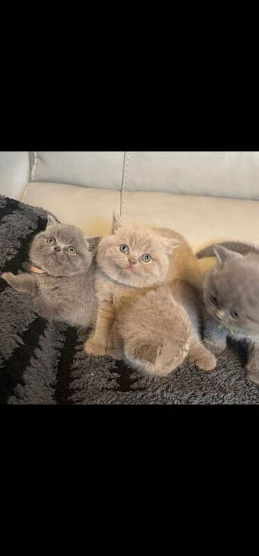 British Shorthair kittens for sale in Accrington, Lancashire – 11 weeks old - Image 4 of 4