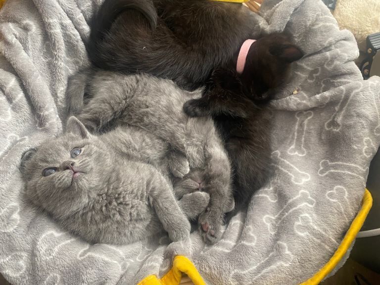 British sweet kittens 5 weeks old