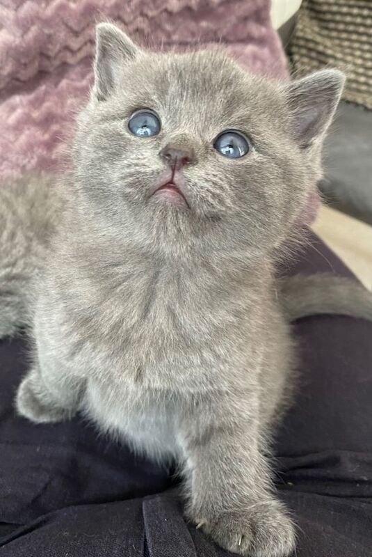 British sweet kittens 5 weeks old - Image 3 of 3