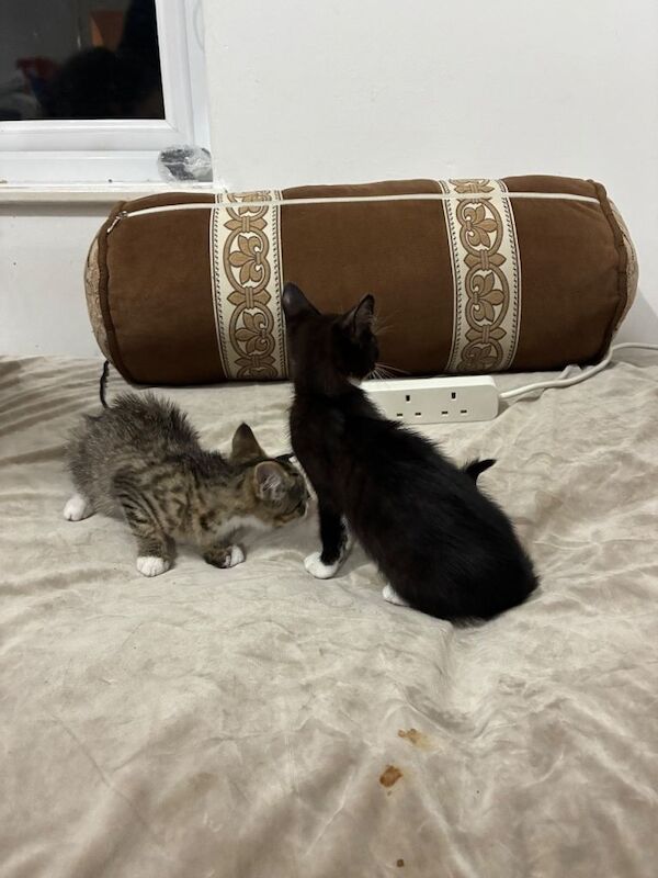 British Shorthair Kittens For Sale Under £300