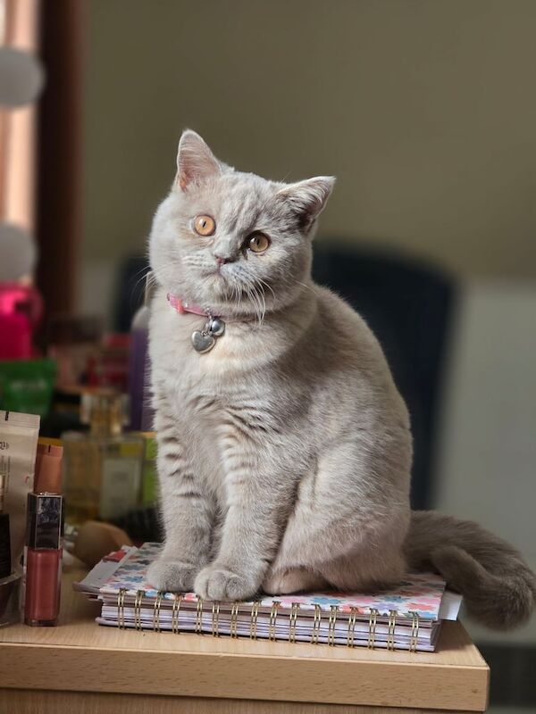 British Shorthair kittens for sale in Redbridge, Greater London – 4 months old - Image 2 of 2