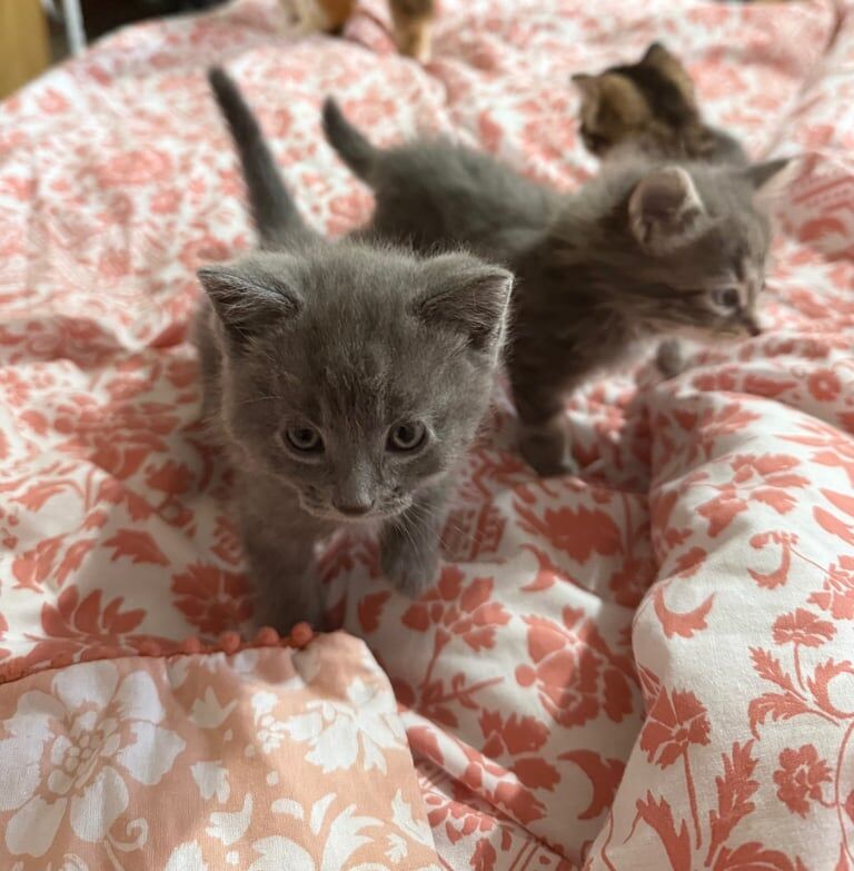 Britsh short hair kittens for sale in Bradford, West Yorkshire