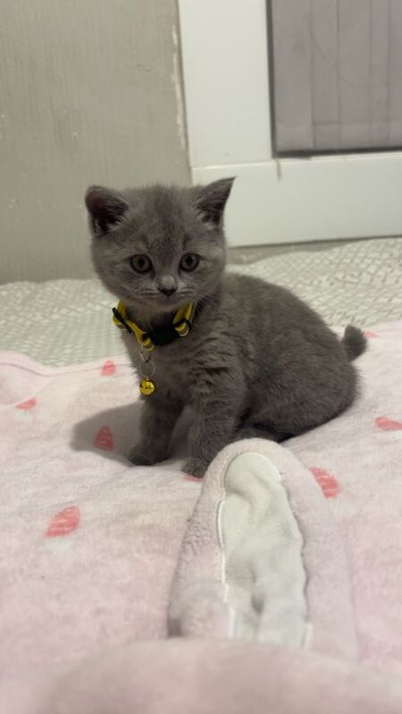 British Shorthair kittens for sale in Erdington, West Midlands – 9 weeks old