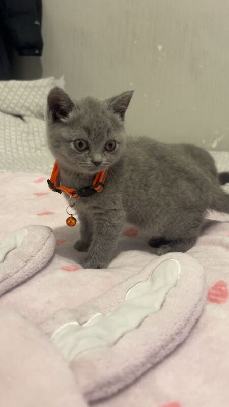 British Shorthair kittens for sale in Erdington, West Midlands – 9 weeks old - Image 2 of 3