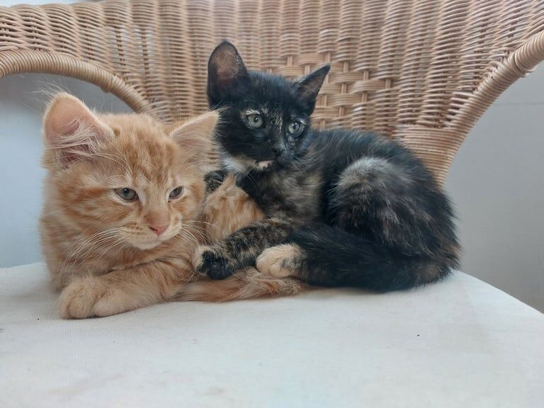British Shorthair kittens for sale in Salisbury, Wiltshire – 10 weeks old