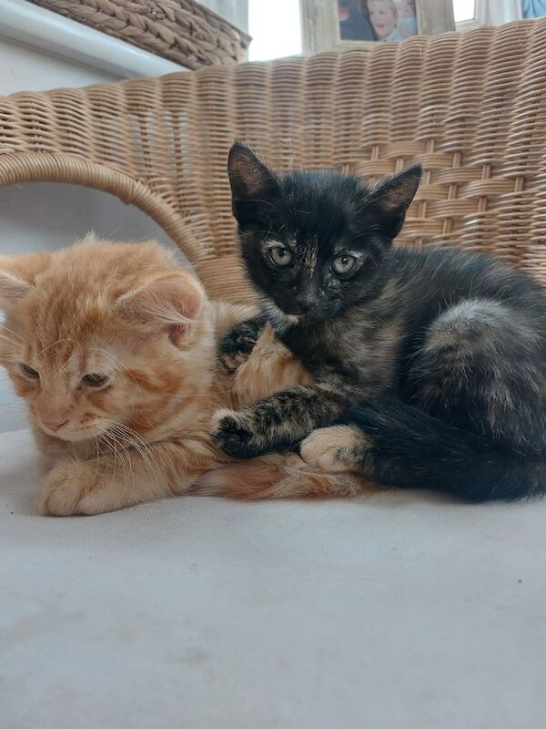 British Shorthair kittens for sale in Salisbury, Wiltshire – 10 weeks old - Image 2 of 3
