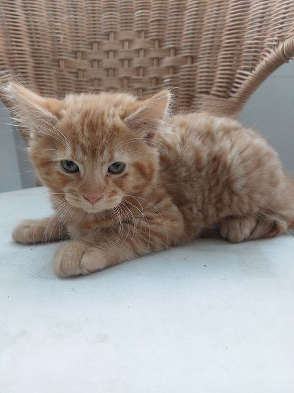 British Shorthair kittens for sale in Salisbury, Wiltshire – 10 weeks old - Image 3 of 3